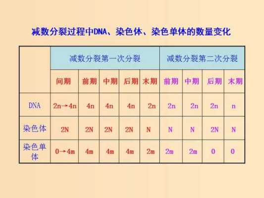 碱性染料使染色体颜色变深_碱性染料染的是染色质的dna还是蛋白质-图3