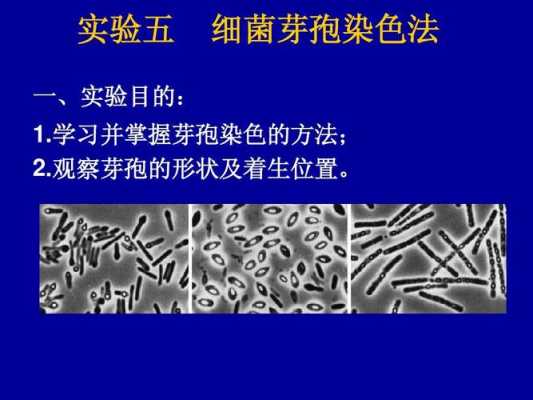 芽孢染色的方法和原理-芽孢染色常用的染料是什么-图3