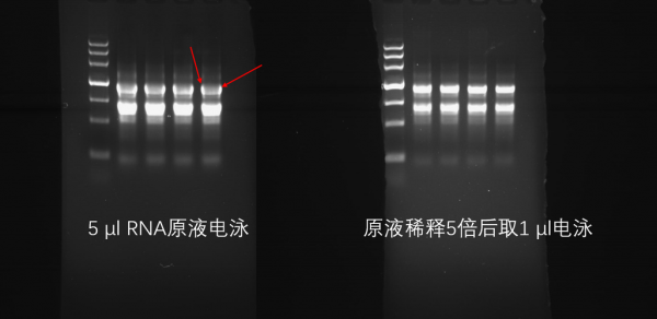 rna可以用新型核酸染料染色吗对吗-图2