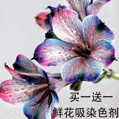 给花染色的染料_用花染色-图2