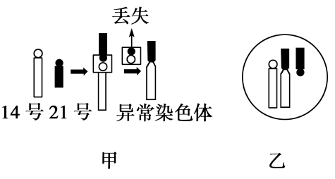 碱性染料染色体不用漂洗（染色体碱性染料染成什么颜色）-图1