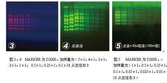 简述核酸染料eb染色的原理_核酸染料eb的作用原理-图2