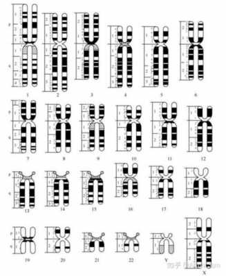  染色体用什么染料「染色体用什么颜色」-图3