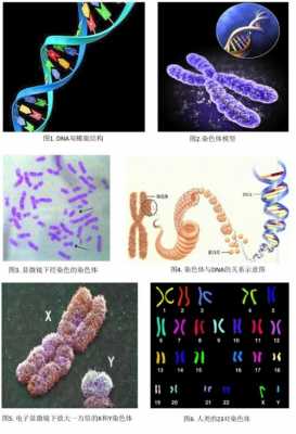 dna和rna分别用什么染色 RNA一般用什么染料进行染色-图1