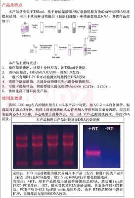 dna和rna分别用什么染色 RNA一般用什么染料进行染色-图3