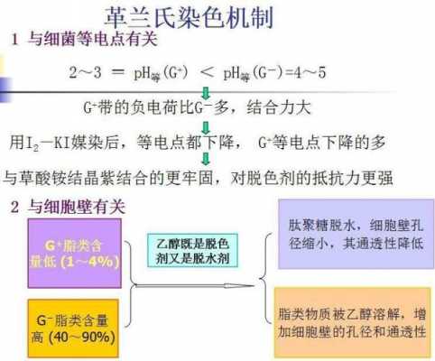  革兰染色染料的顺序和作用「革兰染色的作用原理」-图1