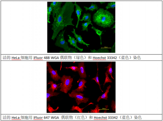 活细胞染色荧光染料有哪些-活细胞染色荧光染料-图1