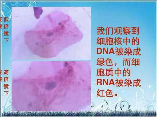 用什么染色dna-图1