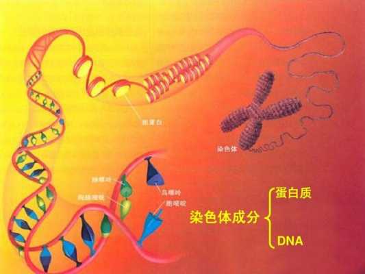 染色用的碱性染料是啥意思_碱性染料染的是染色质的dna还是蛋白质-图2