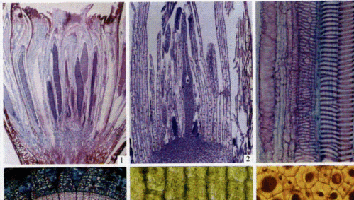  植物显微制片染色与染料「植物显微镜标本染色」-图2