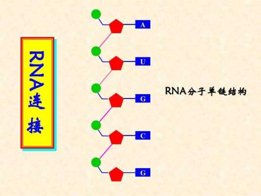 单链核酸染料染色原理（单链核酸的结构特性有）-图1