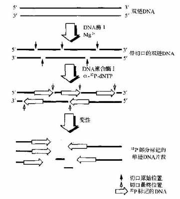 单链核酸染料染色原理（单链核酸的结构特性有）-图2