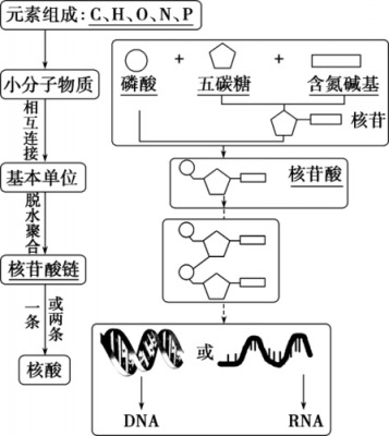 单链核酸染料染色原理（单链核酸的结构特性有）-图3