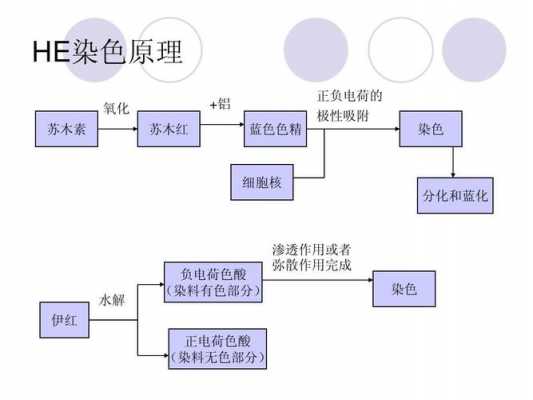 活性染料染色浸染_活性染料的染色特点和染色过程-图1