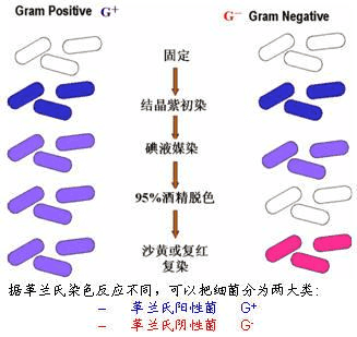 活性染料染色浸染_活性染料的染色特点和染色过程-图2