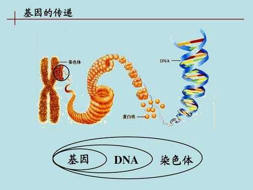 染色体是碱性-染色体的碱性染料有哪些-图3