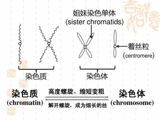 有无染料对细胞染色体的影响-有无染料对细胞染色-图3