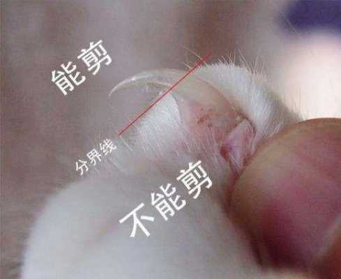 给猫剪了指甲怎么修复-图2