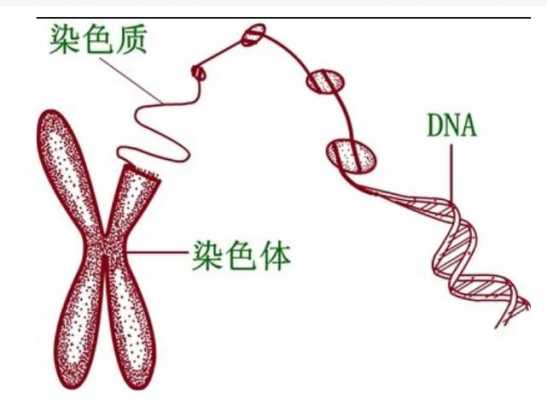 dna染料染色机理（dna染色质）-图3