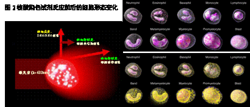 什么是点状高荧光染料染色（什么是点状高荧光染料染色原理）-图3