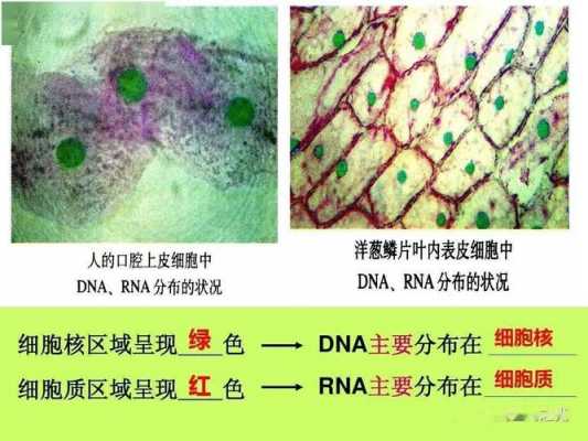 甲基绿活性染料染色原理,甲基绿染液怎么配制 -图1