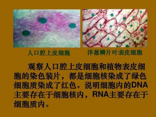 甲基绿活性染料染色原理,甲基绿染液怎么配制 -图2