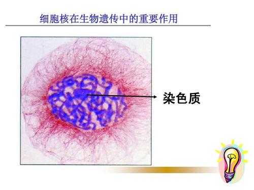 端粒碱性染料染色深_端粒是常染色质还是异染色质-图3