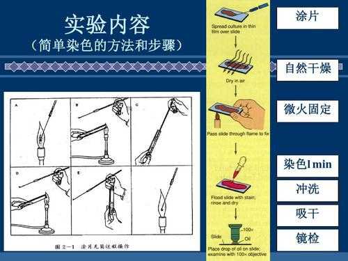 细菌简单染色常用染料,细菌简单染色的操作步骤 -图1