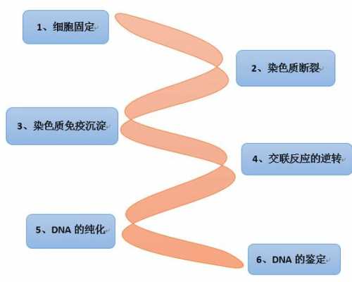 活细胞染色步骤-图1