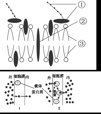 活细胞染色步骤-图2