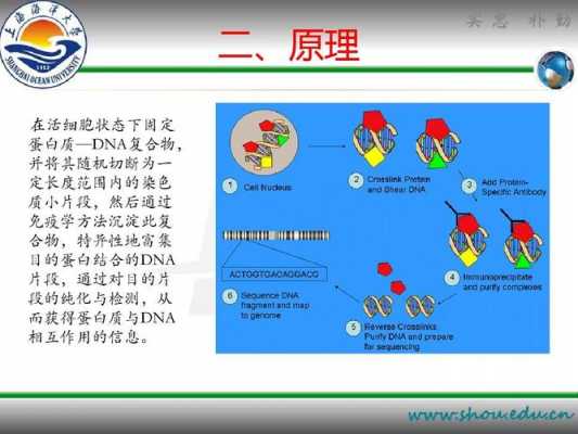 活细胞染色步骤-图3