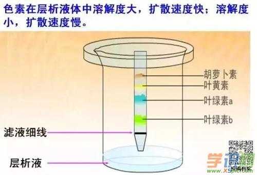 弱酸性染料的染色,弱酸性染料染色机理为 -图3