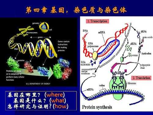  用于染色体的染料「染色体可用什么染色」-图2