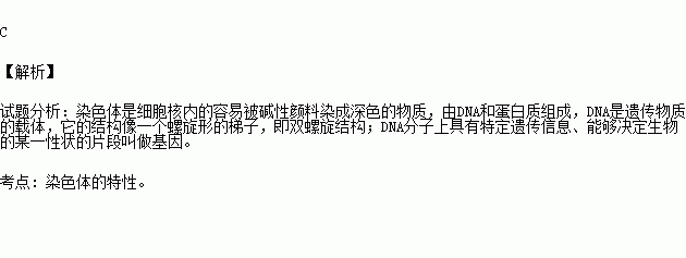 核质易被碱性染料染色_细胞核中容易被碱性染料染色的物质叫-图1