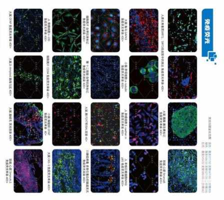 细胞荧光染色原理-细胞荧光染色染料进口厂家-图3
