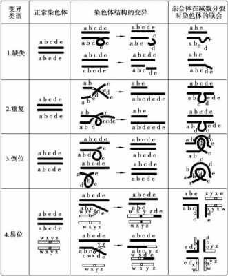 染色体结构变异g染料（染色体结构变异实例）-图1