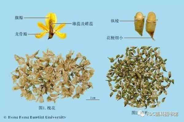  天然染料栀子染色原理「天然染料栀子染色原理是什么」-图2