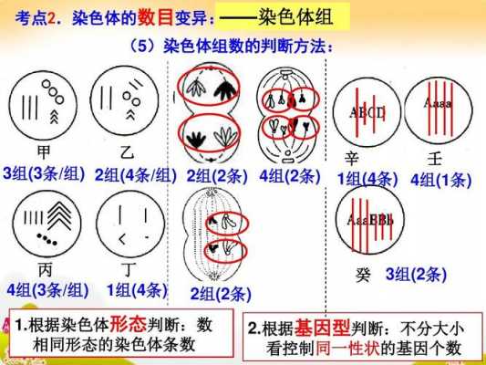 染色体是被碱性染料_染色体是能被碱性染料染成什么的物质-图3