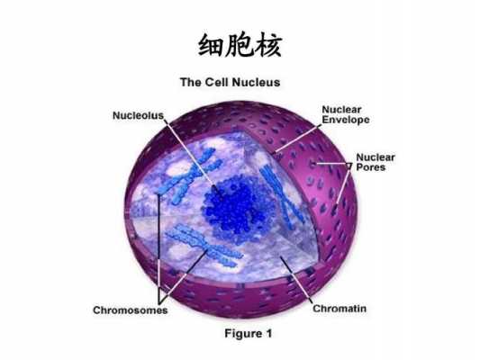 对细胞核进行染色的染料（对细胞核染色的试剂）-图3