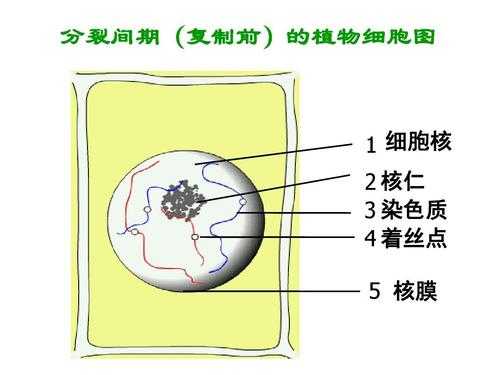 易被碱性染料染色的细胞器_易被碱性染料染色的细胞结构-图2