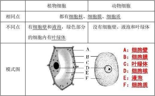 易被碱性染料染色的细胞器_易被碱性染料染色的细胞结构-图3