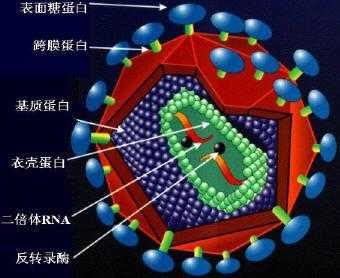 rna染色用什么染料蓝,rna被什么染成红色 -图3