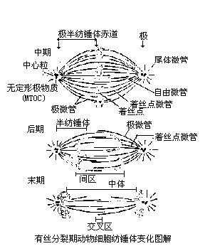 纺锤丝怎么形成纺锤体-图1