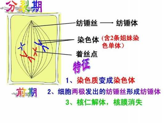 纺锤丝怎么形成纺锤体-图2