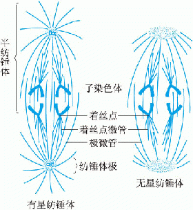 纺锤丝怎么形成纺锤体-图3