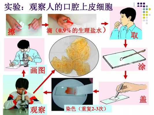 死活细胞染色的操作方法 细胞死活染色染料aoeb-图2