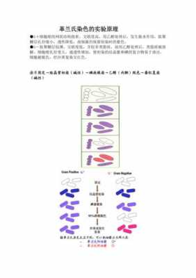 革兰染色的原理和步骤分别是什么?-图1