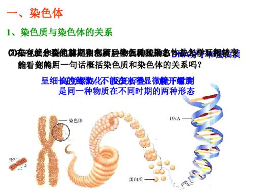 常见的染色体的碱性染料（染色体会被碱性染料染成什么颜色）-图1