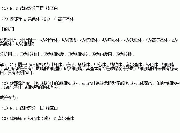 常见的染色体的碱性染料（染色体会被碱性染料染成什么颜色）-图3