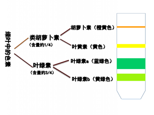 植物染料染色分类_植物染料的用途-图3